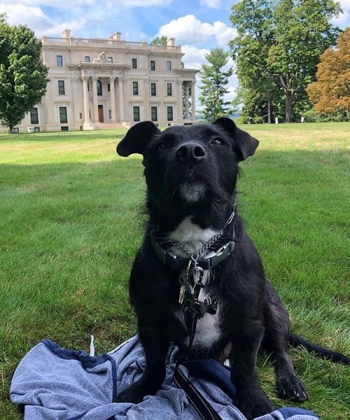 Dog-Friendly Day Trips in Dutchess