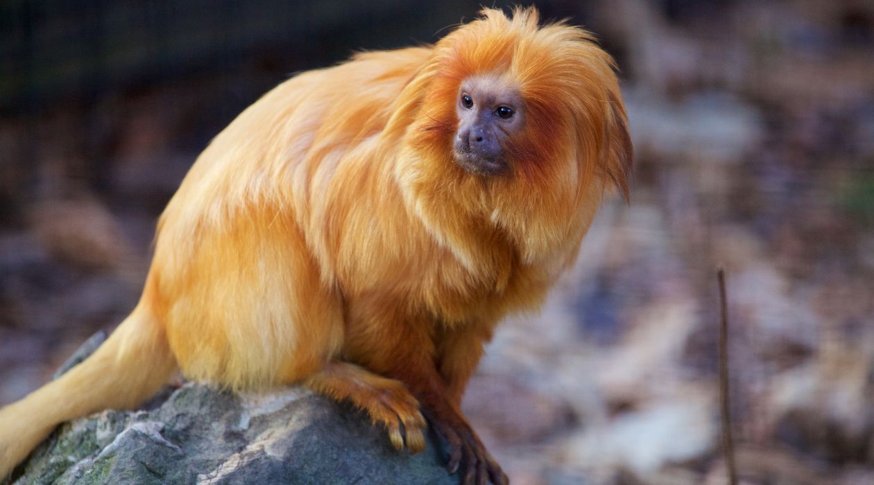 Trevor Zoo, Millbrook