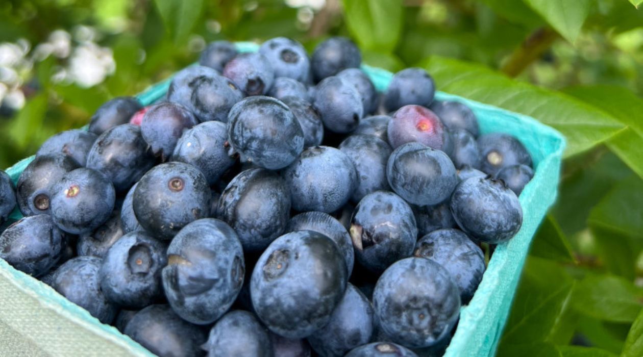 Freshly picked blueberries at Fishkill Farms, Hopewell Junction