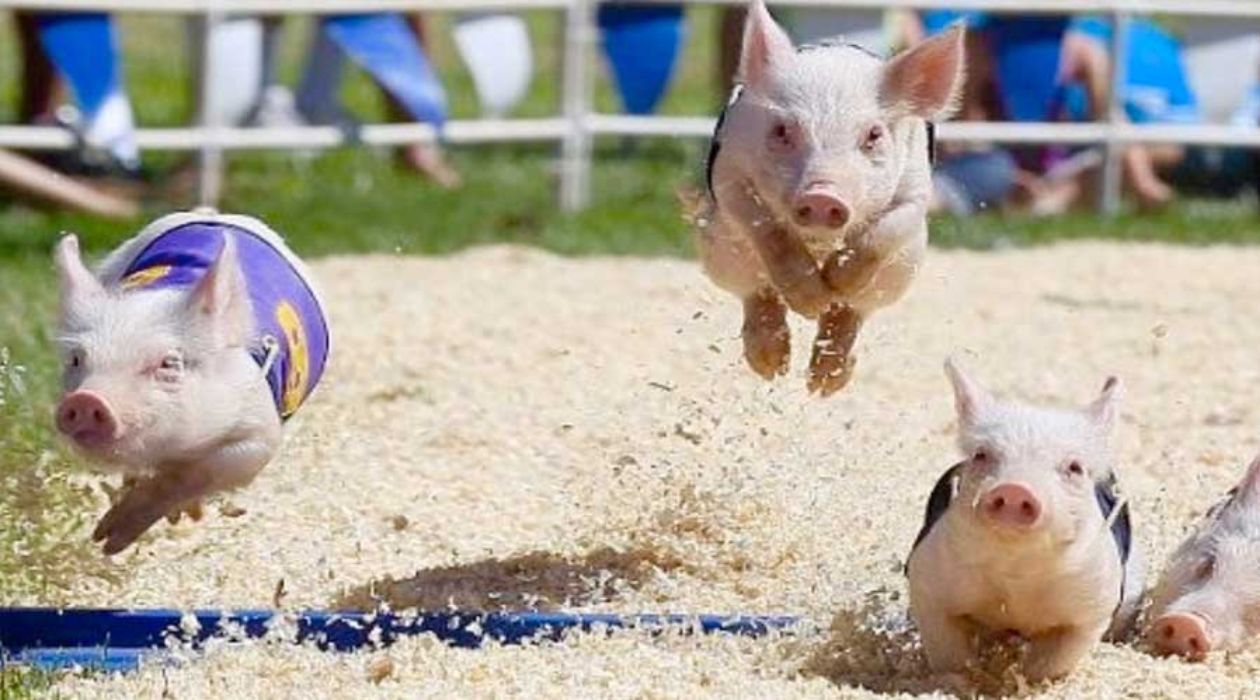 Pig races at the Dutchess County Fair, Rhinebeck