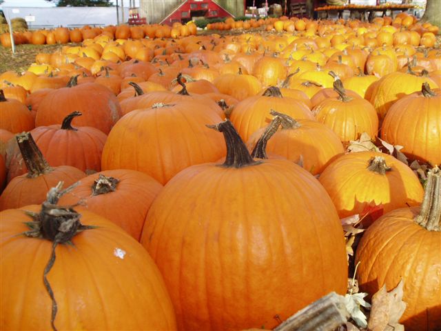 pumpkins_image
