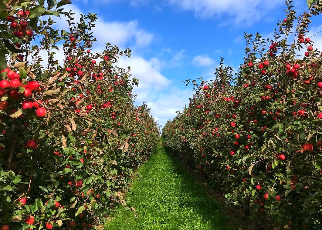 Mead_Orchards