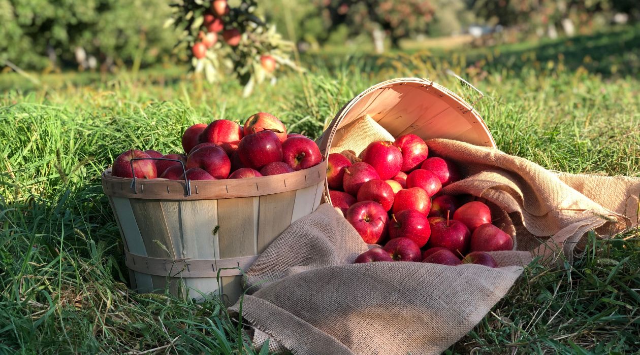 Bundle of apples at Fishkill Farms