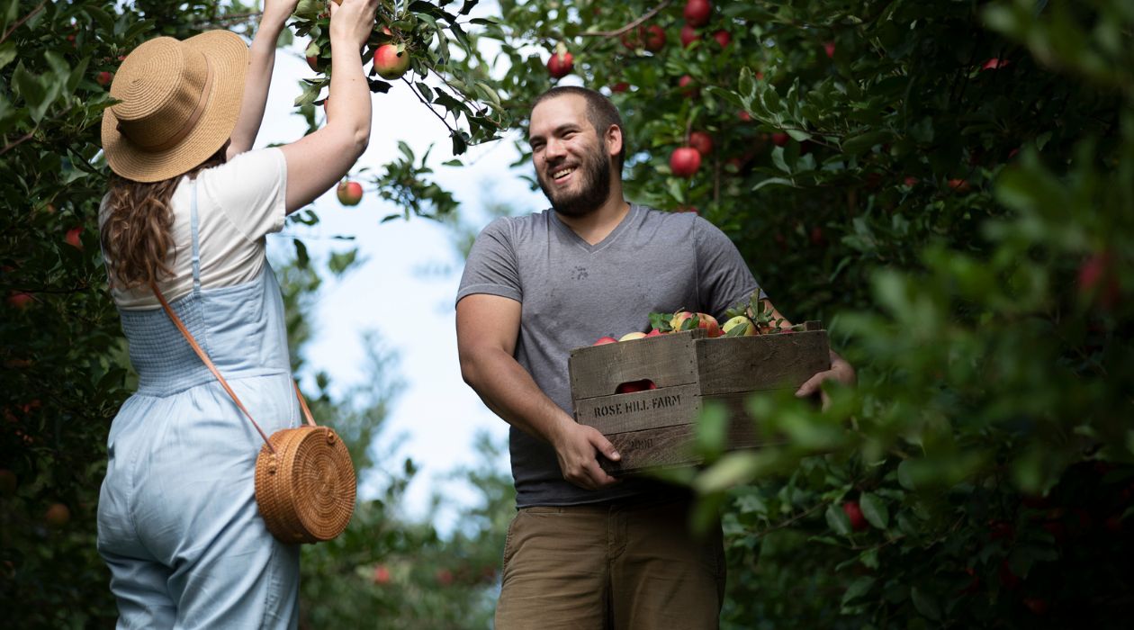 Couple apple picking at Rose Hill Farm in Red Hook