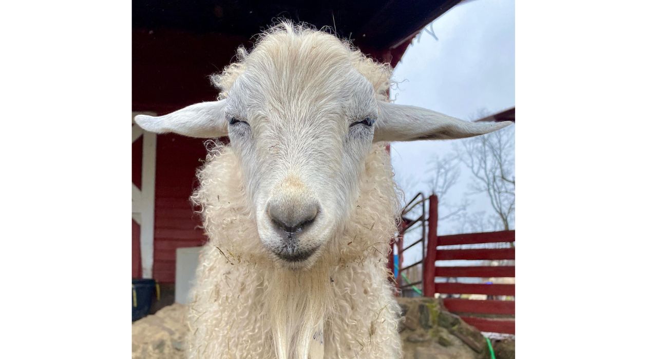 Sheep