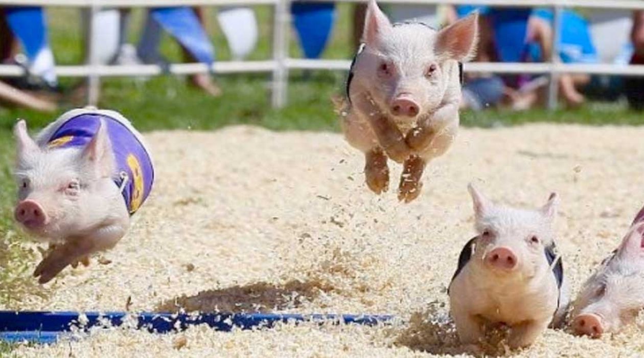 Dutchess County Fair