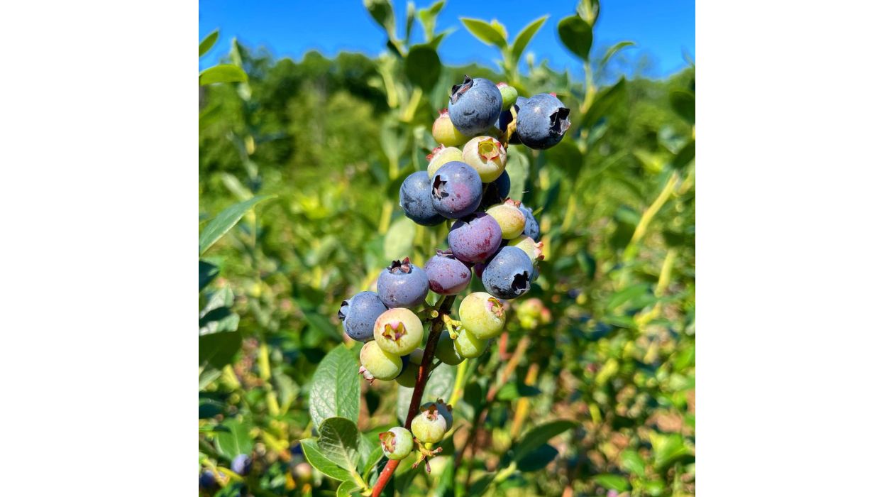 Blueberries on the vine