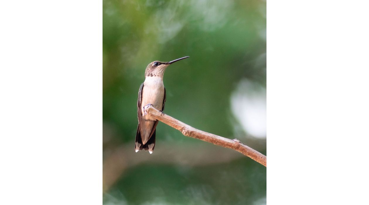 Hummingbird at Buttercup Farm Sanctuary