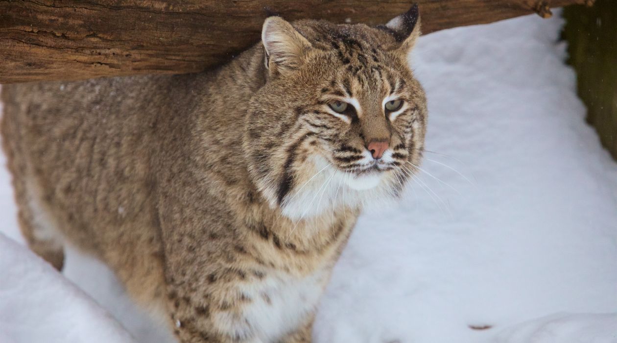 A bobcat walks across a snow covered landscape at the Trevor Zoo at the Millbrook School, Millbrook