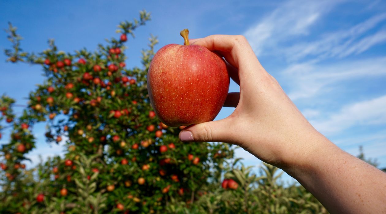 Hand holding an apple at Fishkill Farms