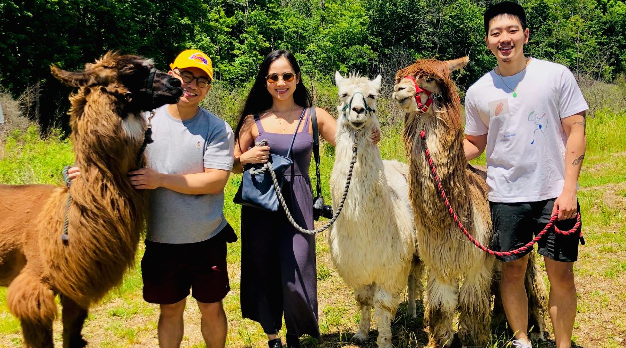 Clover Brooke Llama and Alpaca Farm
