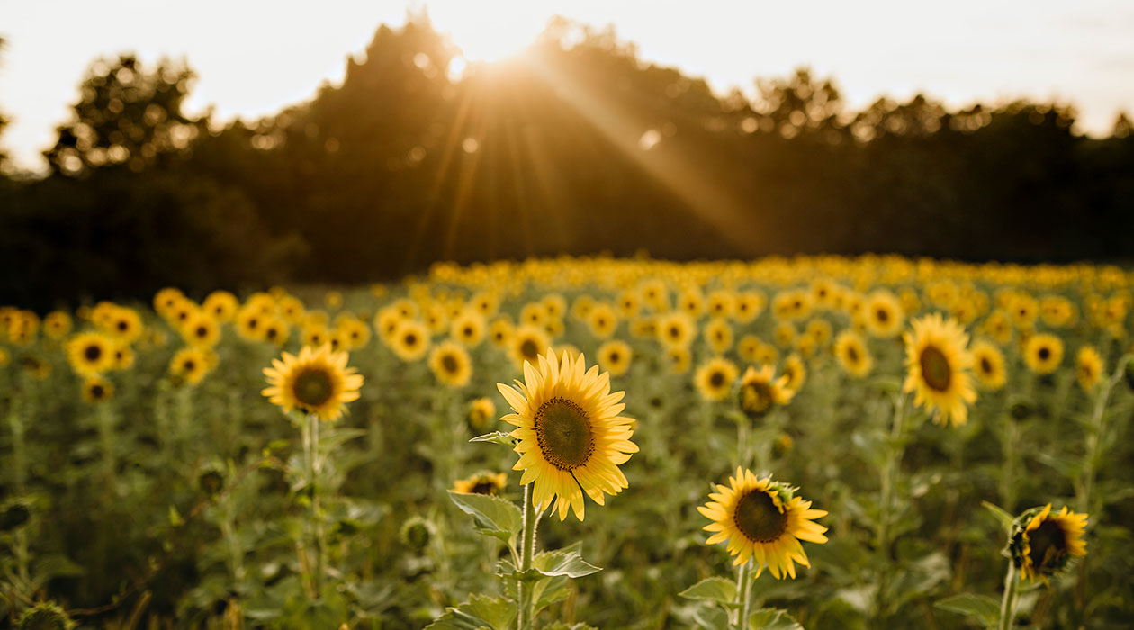 Sunflowers in a sunny field