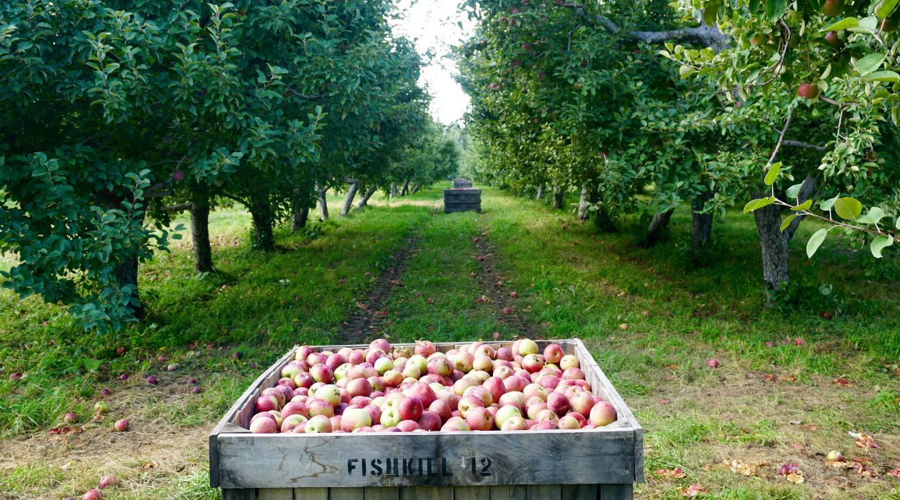 Apples in crate at Fishkill Farms