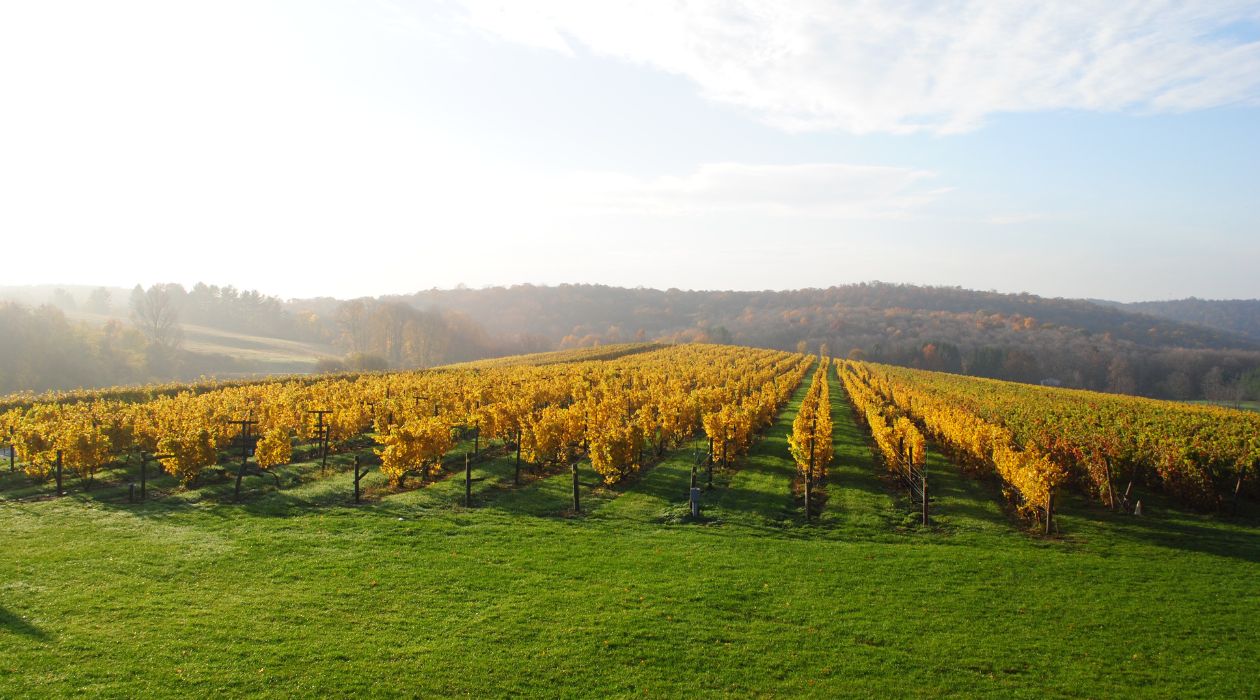 Millbrook Vineyards during peak fall foliage