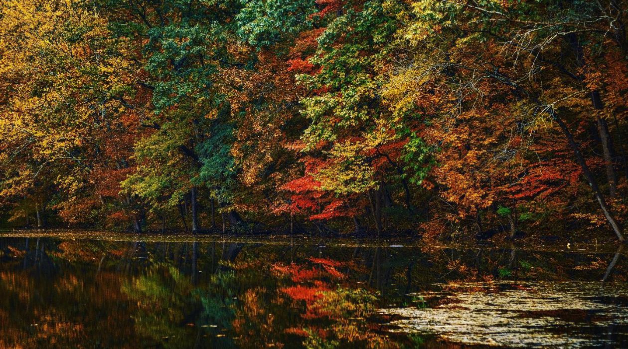 Rhinebeck Fall Foliage