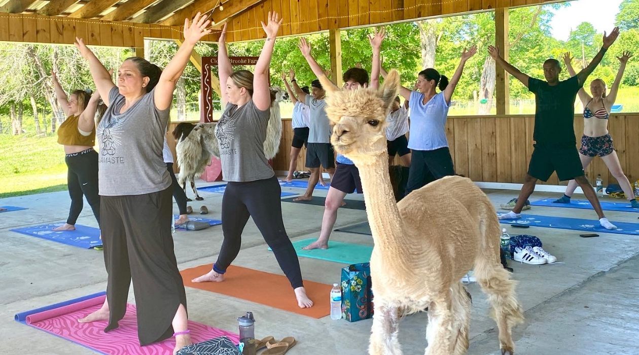 Alpaca yoga at Clover Brooke Farm in Hyde Park