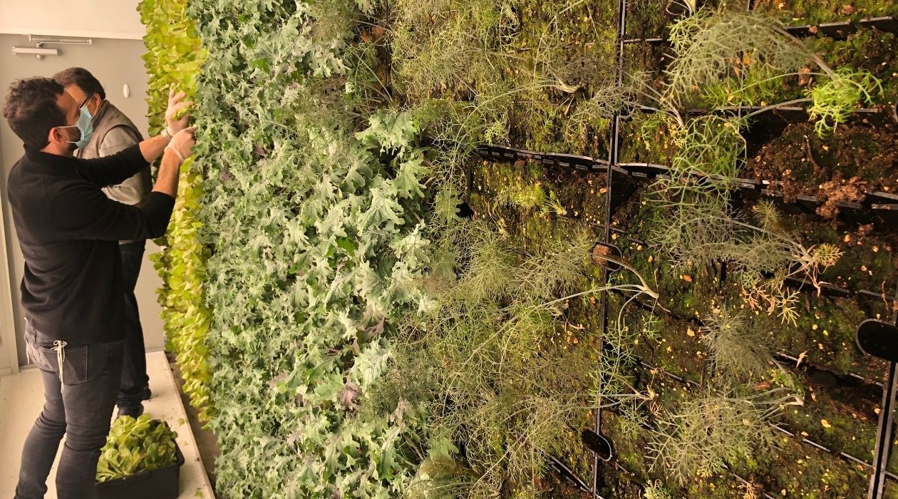 Vertical farming herbs at Farmers and Chefs