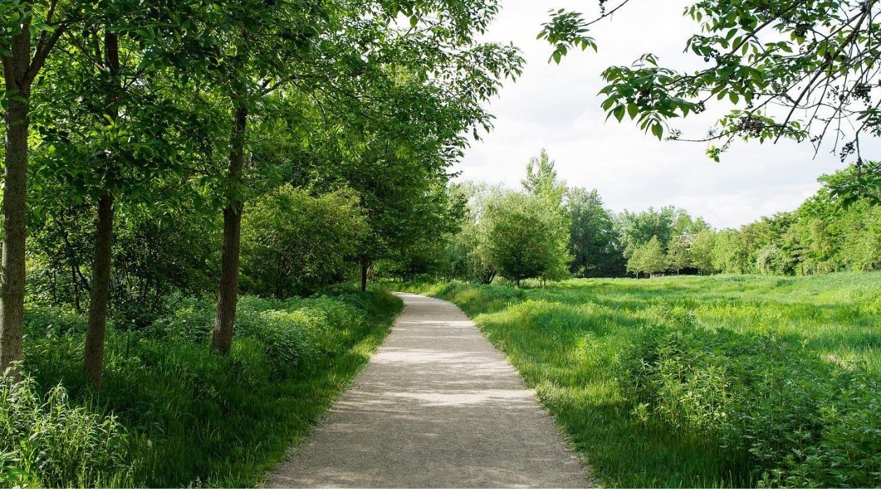 Paved trail running through lush green trees and bushes