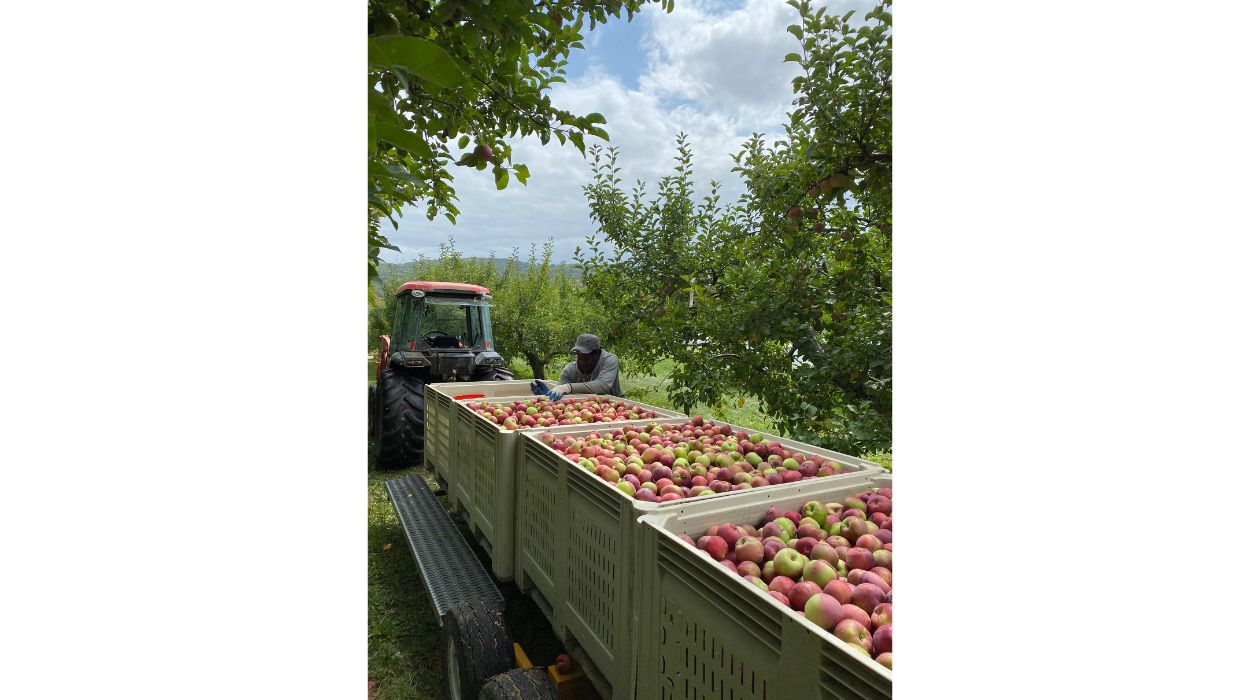 Tractor pulling apples at Fishkill Farms