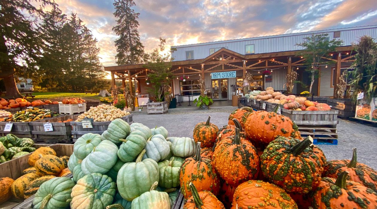 Pumpkins at Fishkill Farms Market