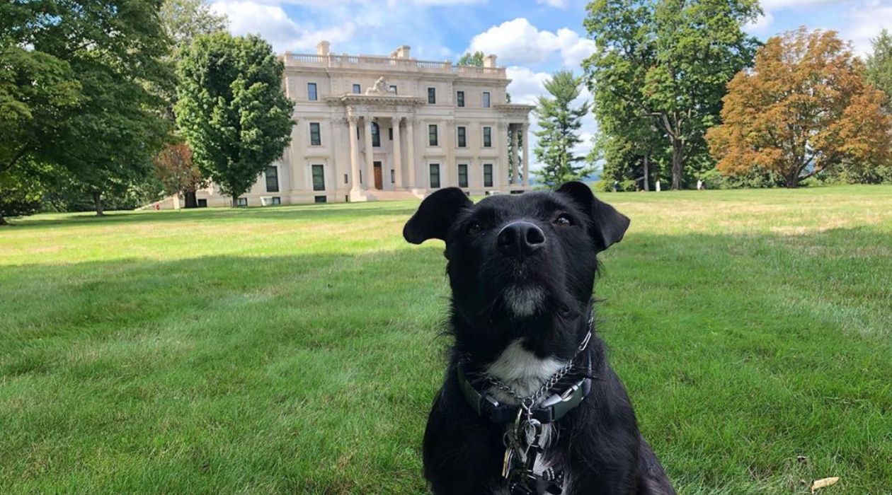 Dog at Vanderbilt